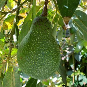 Macarthur Avocados - Rincon Tropics